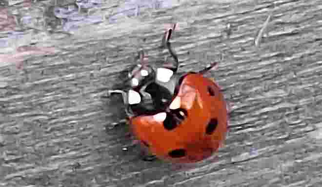Coccinella 