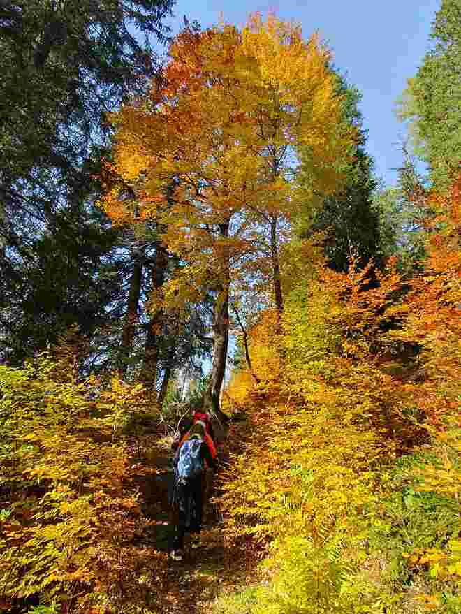 Goldener Oktoberwald