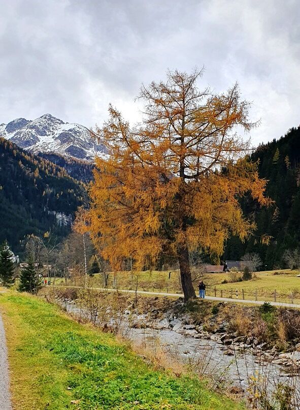 Bald werden die Nadeln runterfallen