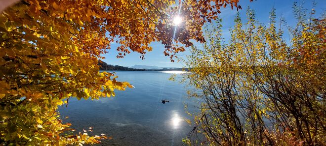 Sonnenvergoldetes Herbstlaub
