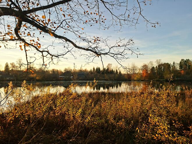 Abendstimmung am Teich