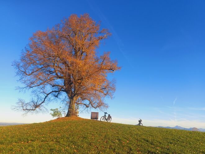 Die Linde am Thurn.....