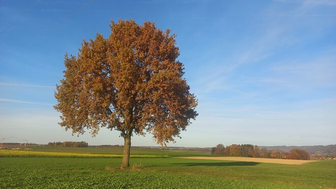 Ein Baum im Spätherbst...