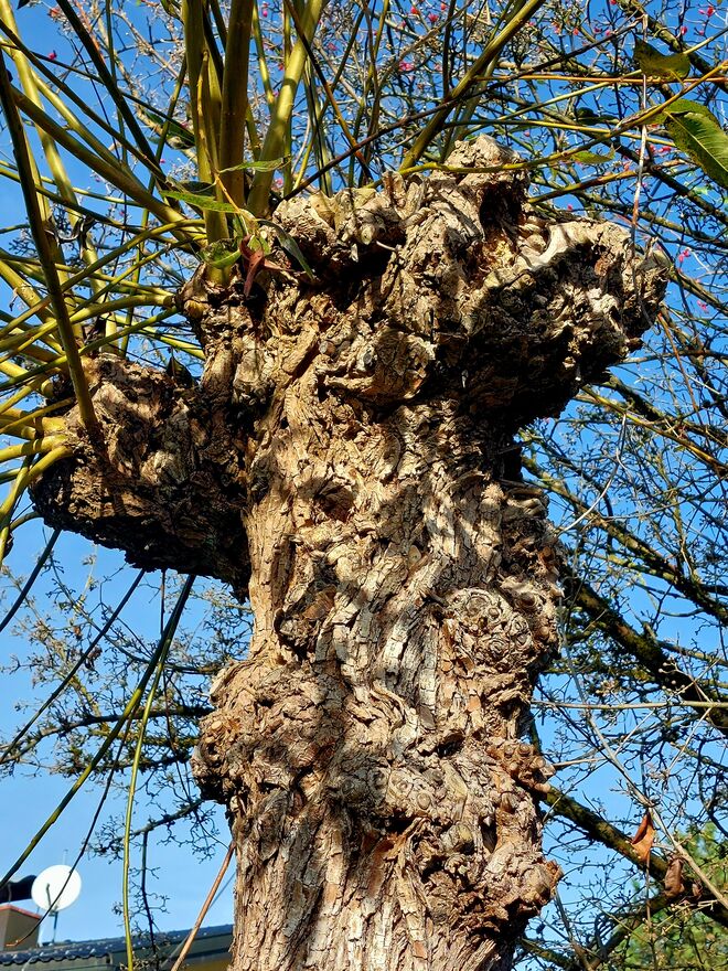 So stell ich mir eine " Zwidawurzn "  vor !