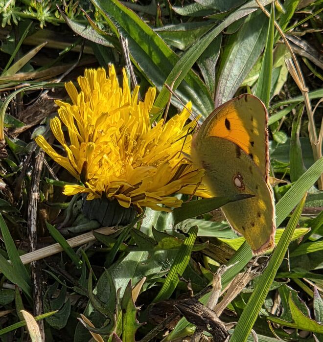 Immer noch auf der Alm unterwegs!