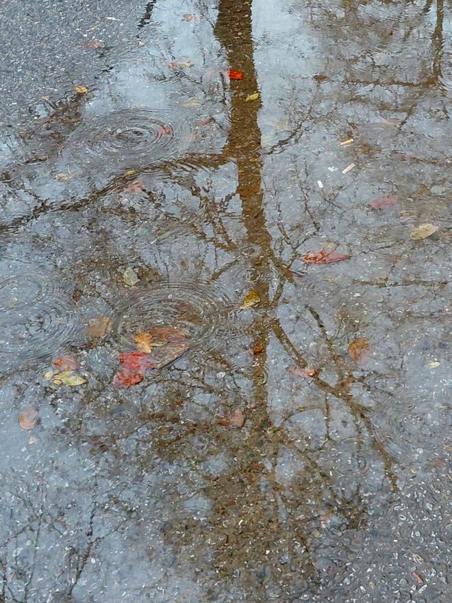 Baum in der Regenpfütze!