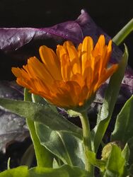 In der Früh noch eingeschneit