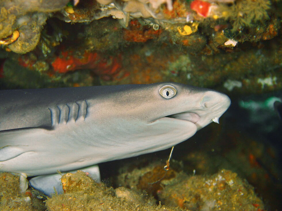 Morski psi in skati so pod vse večjim pritiskom že 45 milijonov let