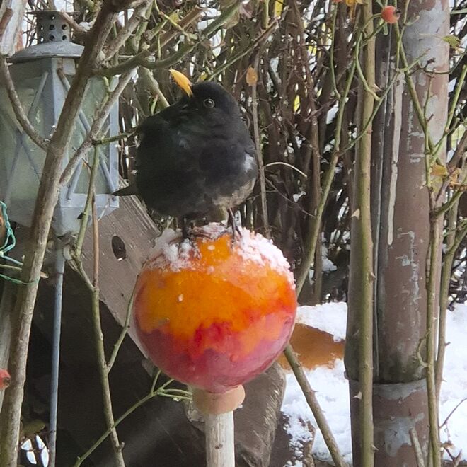 Wo ist das Futterhäuschen?