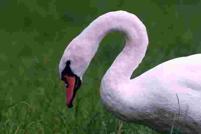 Schwan als ? 