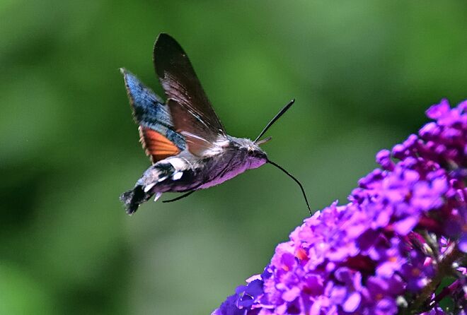 Taubenschwänzchen  Rüssel 1