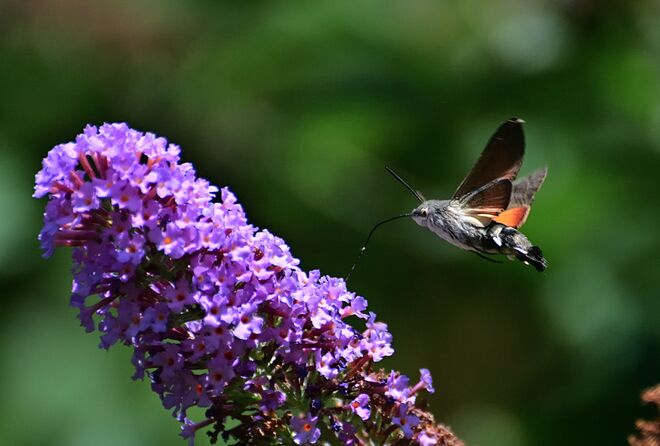 Taubenschwänzchen  Rüssel 2