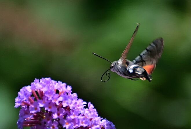 Taubenschwänzchen  Rüssel 3