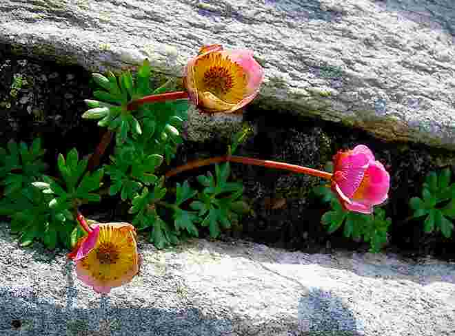 Gletscher- Hahnenfuß (Ranunculus glacialis)