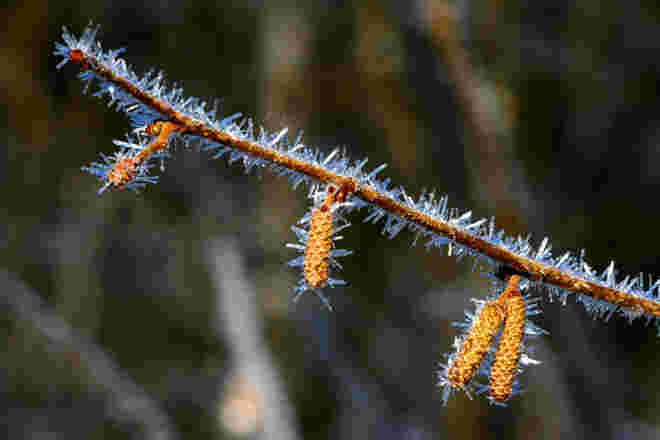 "Froststacheln" !
