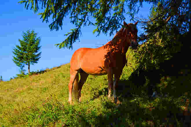 Sonnen mit "Hirn"!