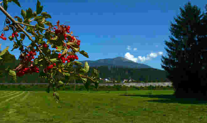 Schlenkenblick