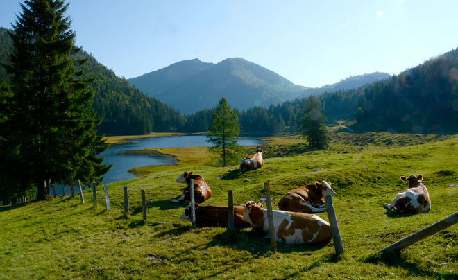 "Siesta" nach dem Frühstück