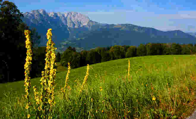 Göllblick