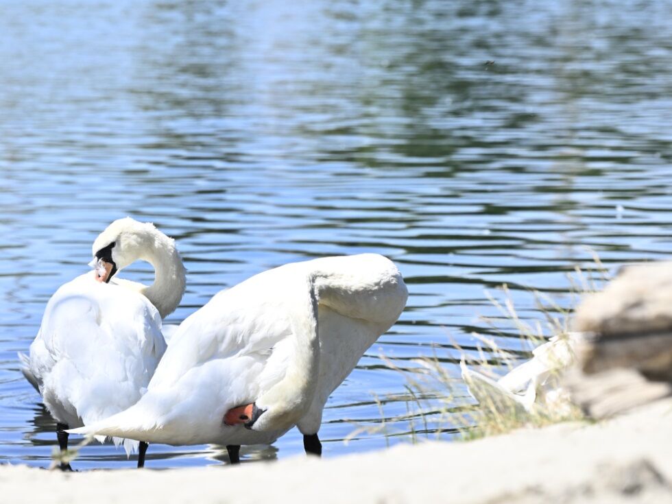21 Wildtiere in Österreich mit Vogelgrippe infiziert
