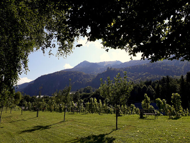 Auch in St. Gilgen - Weinanbau