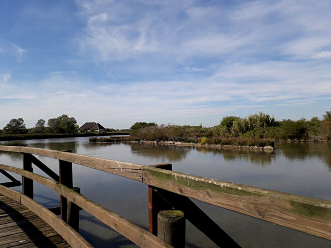 Naturreservat Marano Lagunare (1)