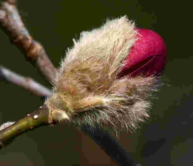 Magnolie