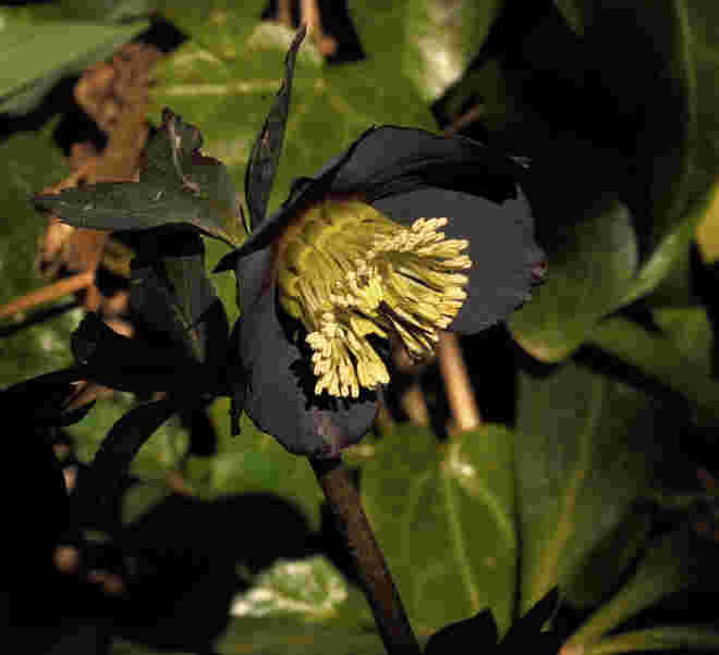 Schwarze "Schneerose"