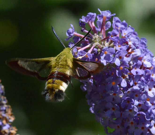 Taubenschwänzchen...