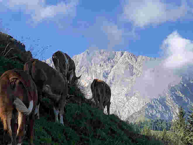 "Alpin" !