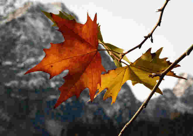 Bunter Herbst