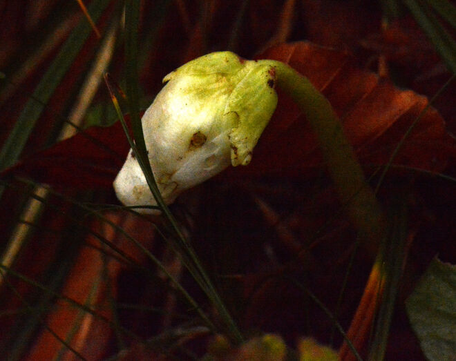 "Neugierige" Schneerosenknospe