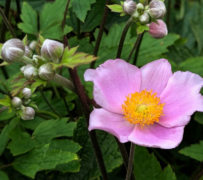 . . .  voraus sein . . . 