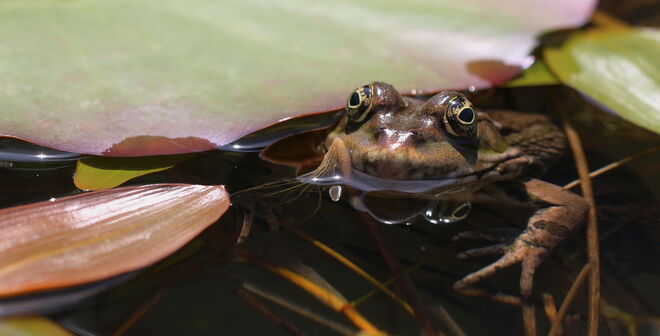 Schau mir in die Augen, Kleines! 