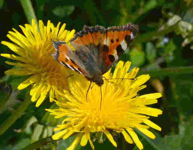 Kleiner Fuchs