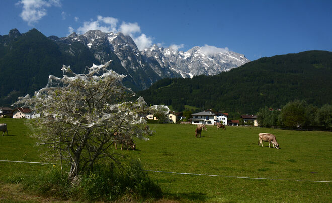 "Arbeit" der Gespinstmotte
