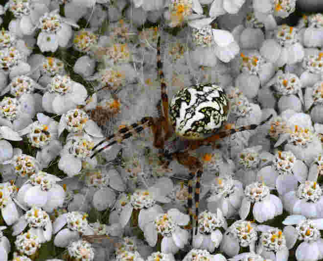 Spinne...