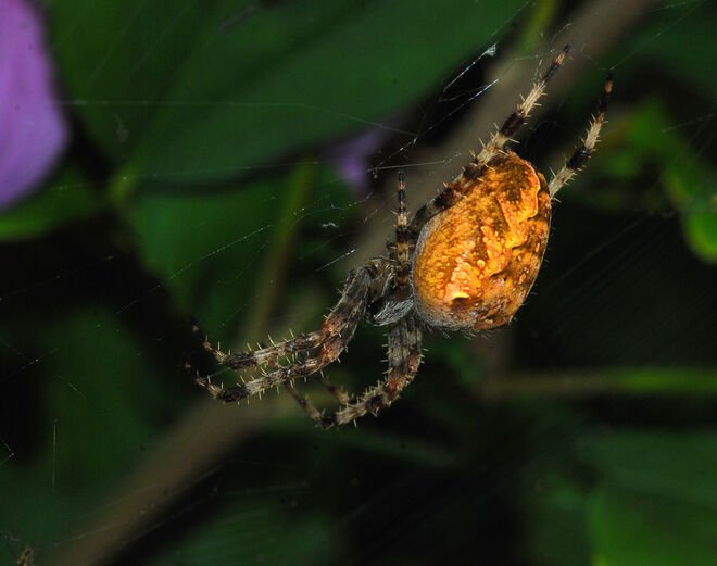 Gartenkreuzspinne...