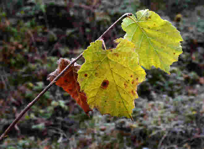 Herbstausklang