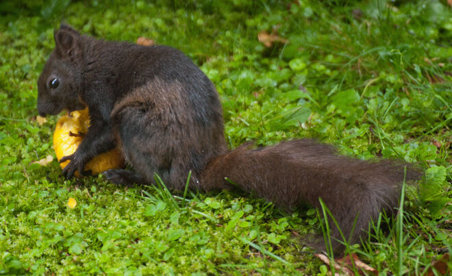 Bei dieser Hitze ess ich lieber einen Apfel als eine Nuss...