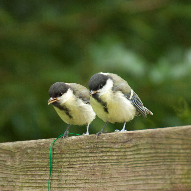 Zuerst war nur ein Kohlmeisenjunges da, aber jetzt warten sie schon zu zweit auf die Essenslieferung