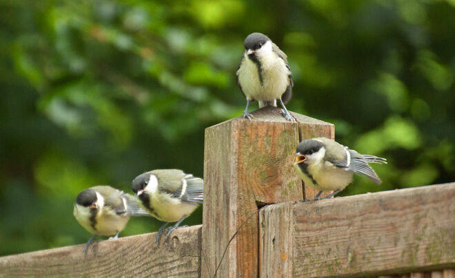 Erst 1, dann 2, dann 3, dann 4, dann stand das hungrige Meisenquartett vor der Tür...