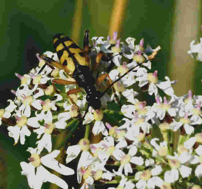 Gefleckter Schmalbock