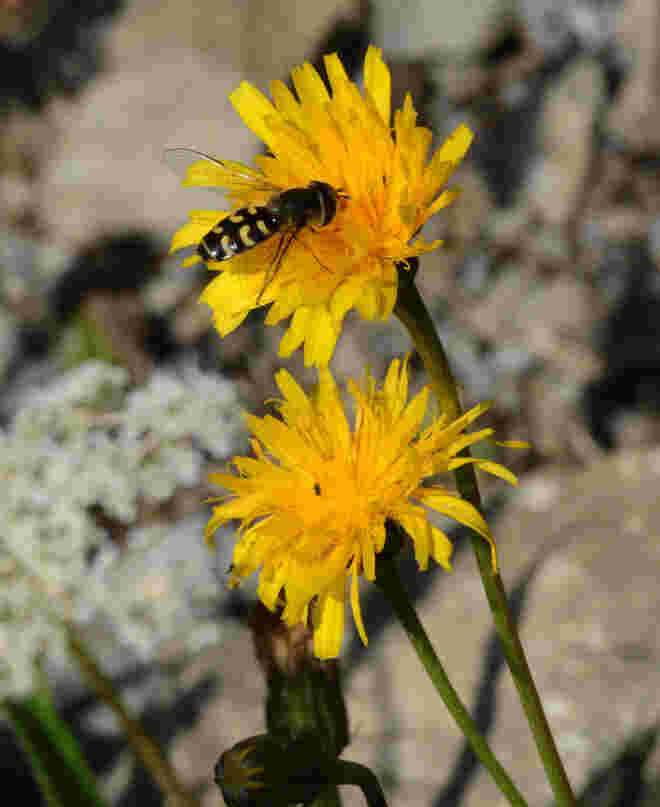 Schwebfliege