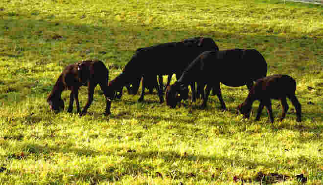 "Schwarze" Schafe !