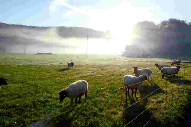 Frühaufsteher