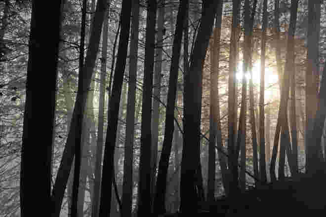 Gegenlicht