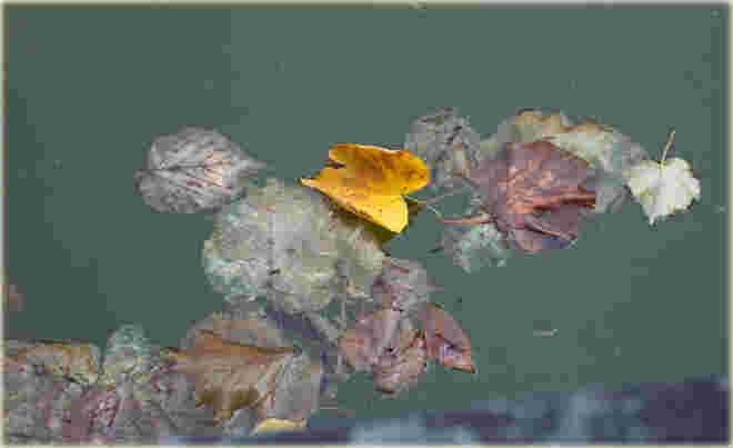 Abgefallen...