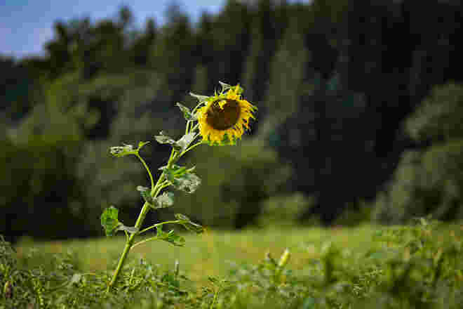 Allein in der Weite