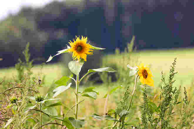 Sommergruß aus der Natur